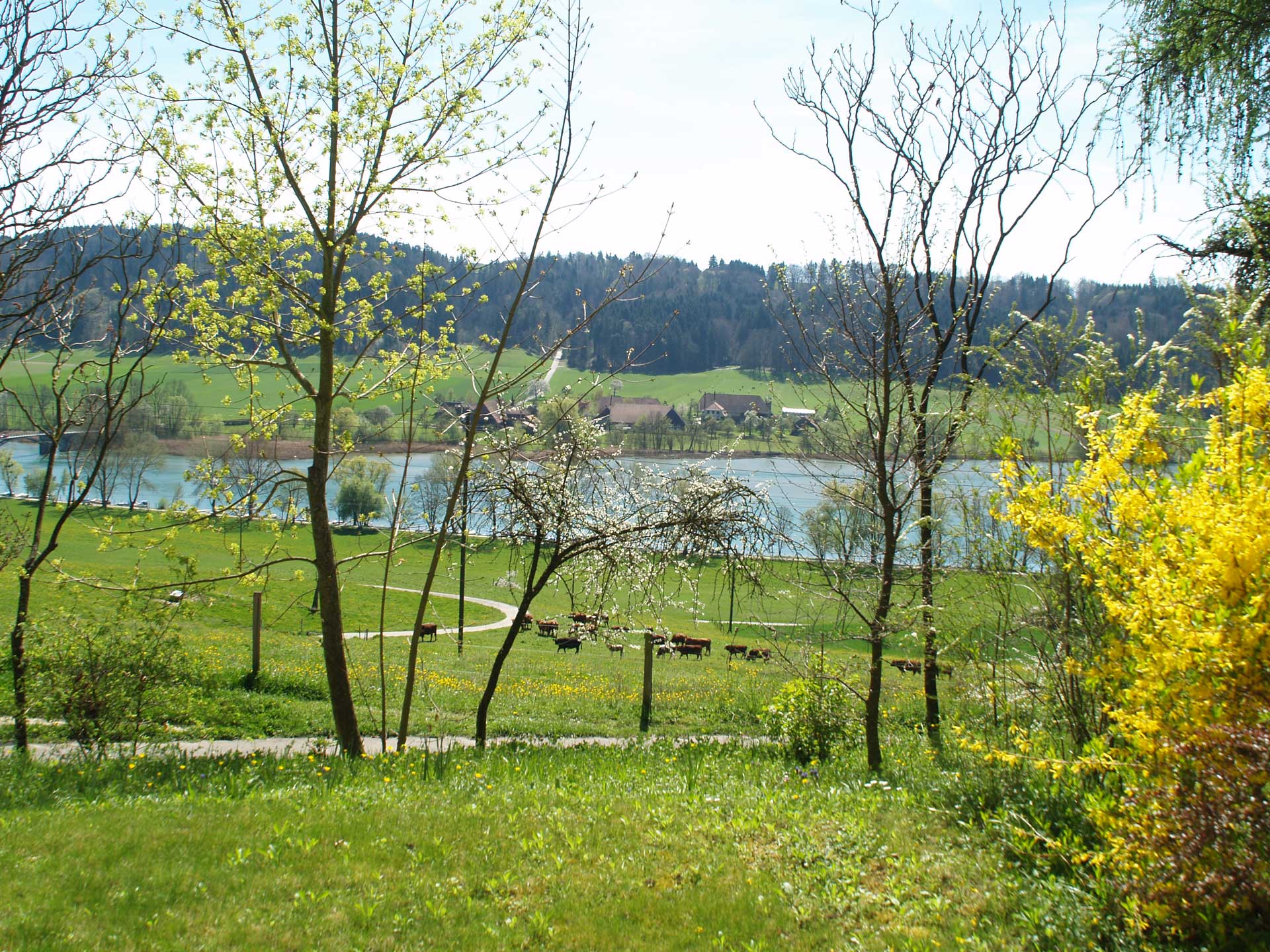 Grünes Bild 1